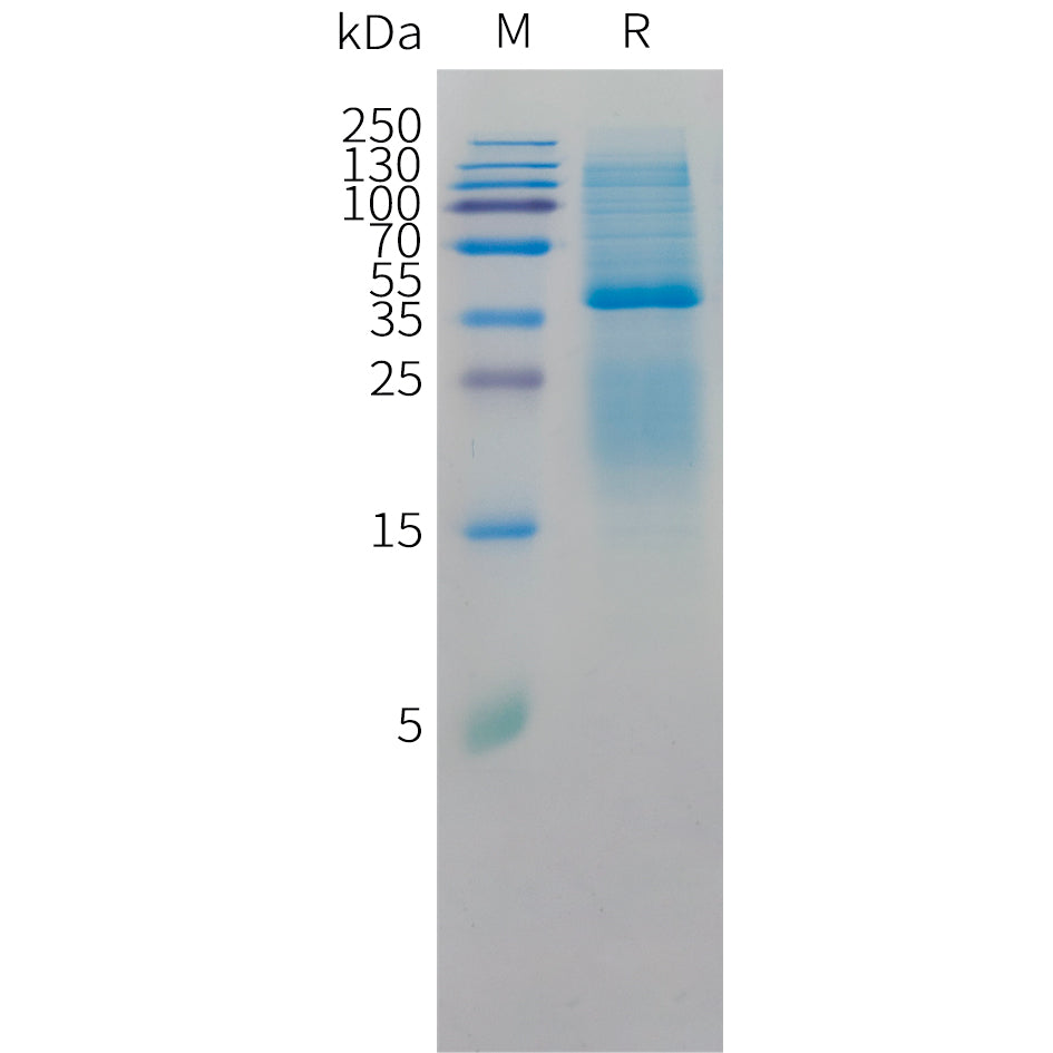 Cynomolgus CD3D and CD3E Heterodimer Protein, His Tag and hFc Tag