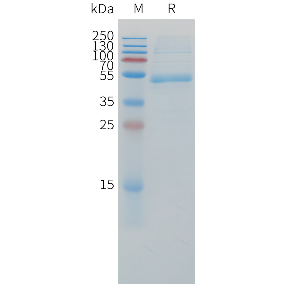 Cynomolgus CD79B Protein, hFc Tag