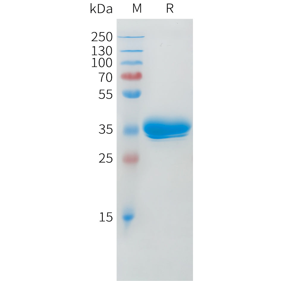 Cynomolgus BCMA Protein, hFc Tag