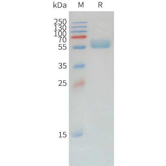 Canine PD-1 Protein, mFc Tag