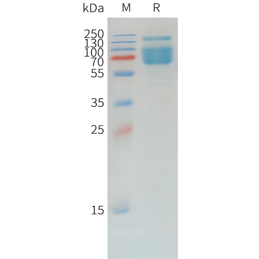 Canine PD-L1 Protein, mFc Tag