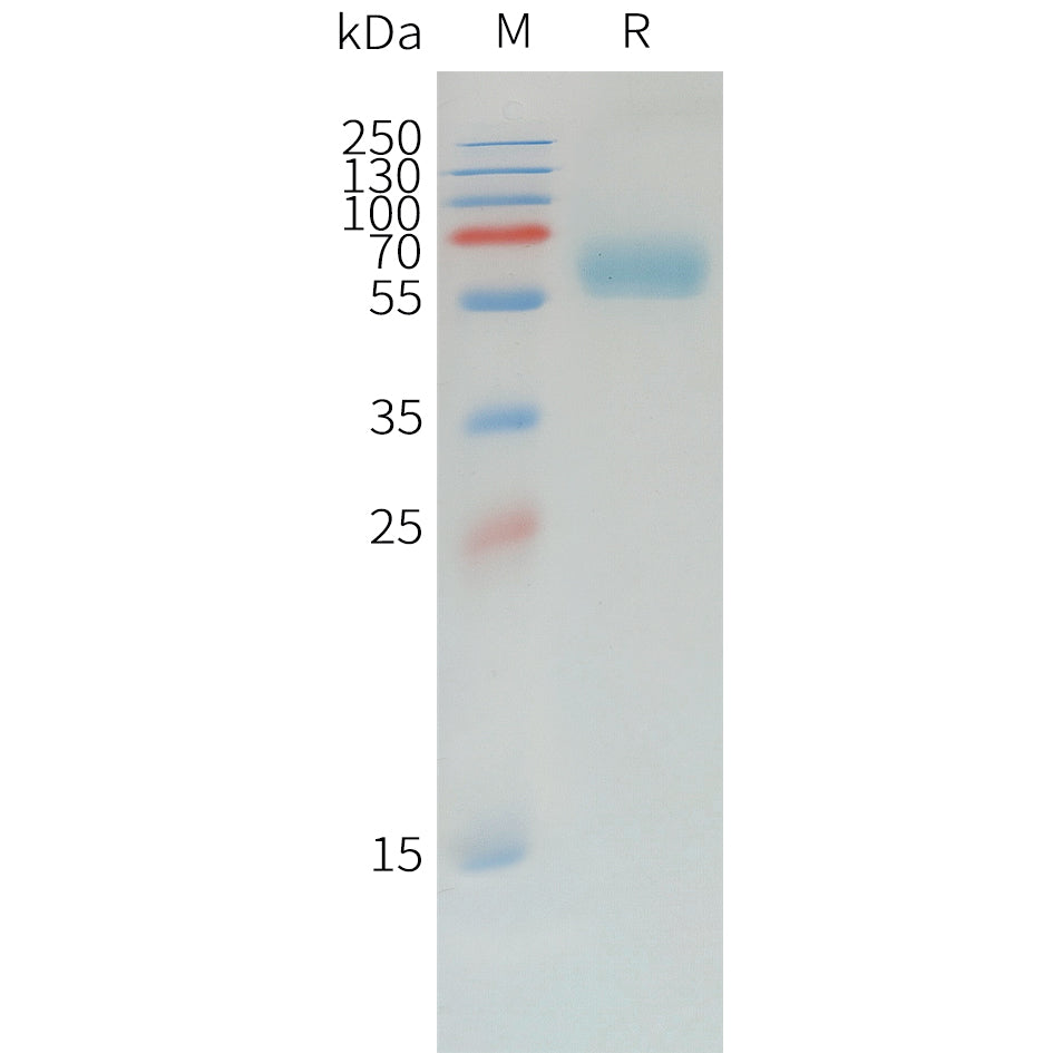 Canine PD-1 Protein, hFc Tag