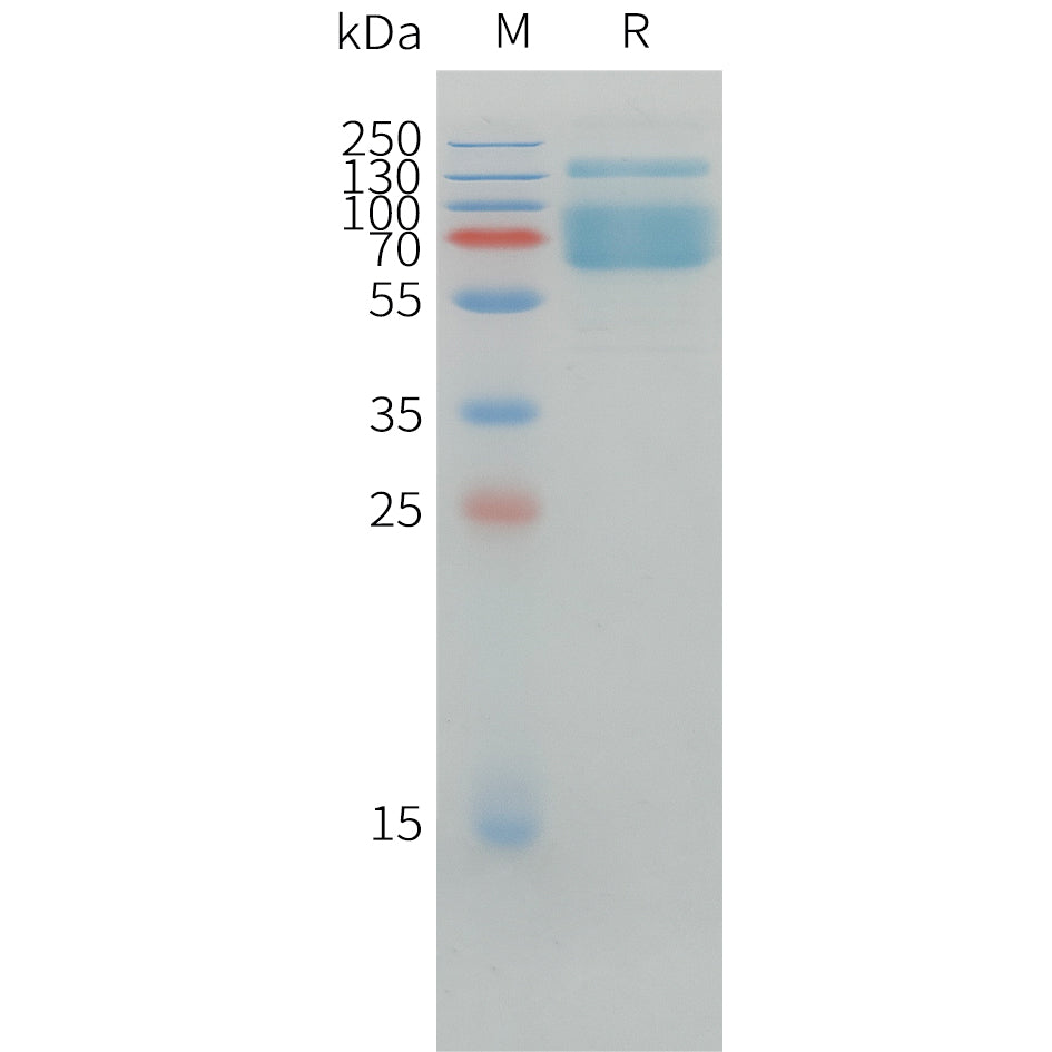 Canine PD-L1 Protein, hFc Tag