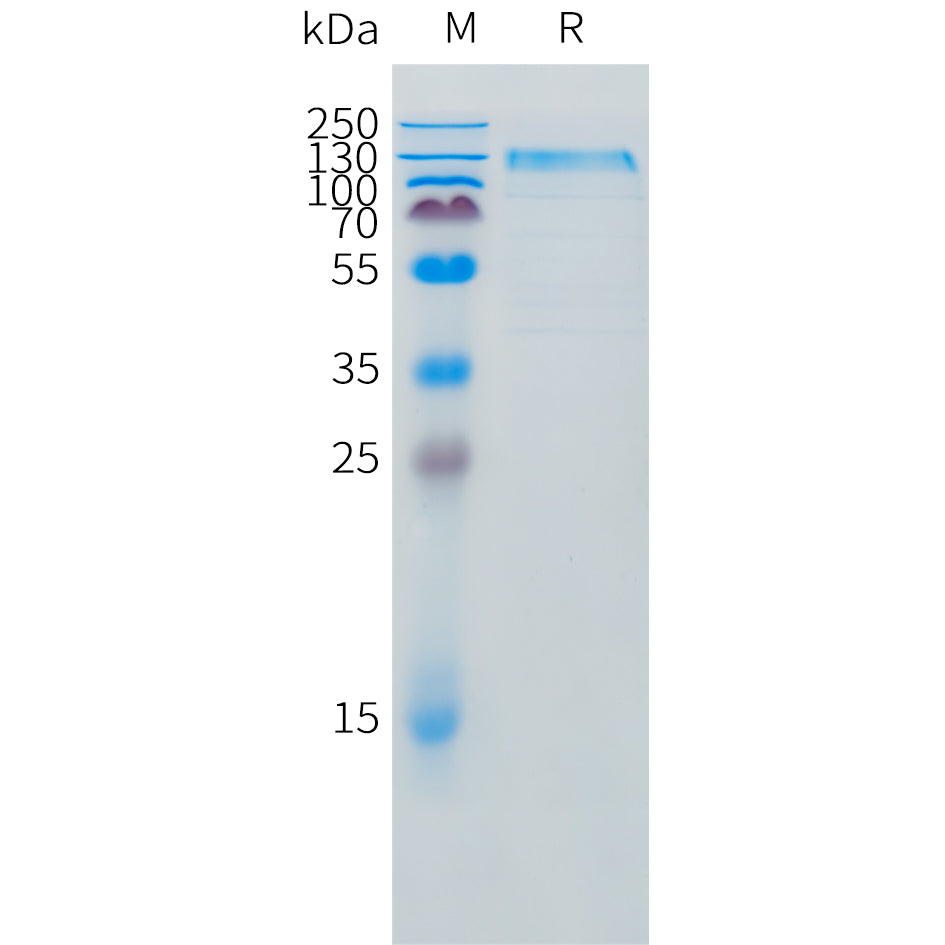 Canine IL31RA Protein, mFc Tag