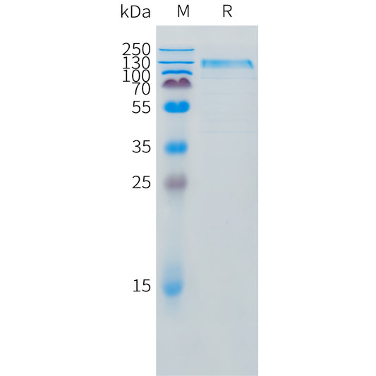 Canine IL31RA Protein, mFc Tag