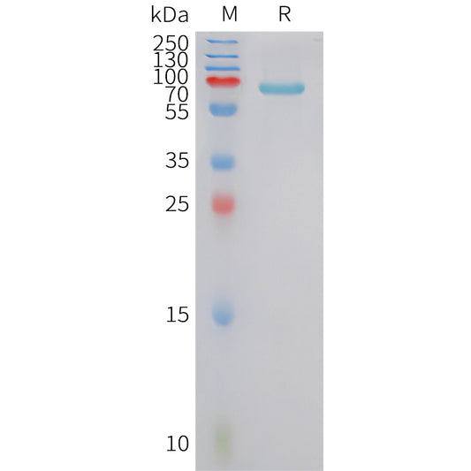 Human FSTL3 Protein, hFc Tag