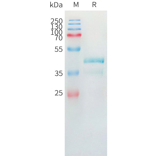 Human CCL24 Protein, hFc Tag