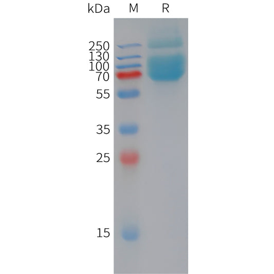 Human MOG Protein, hFc Tag