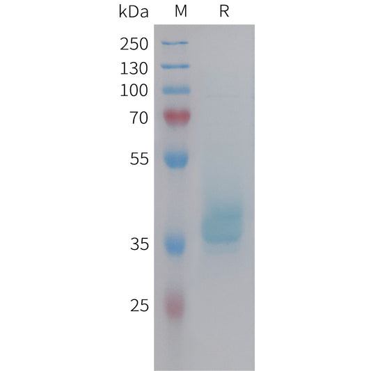 Human GIP Protein, hFc Tag