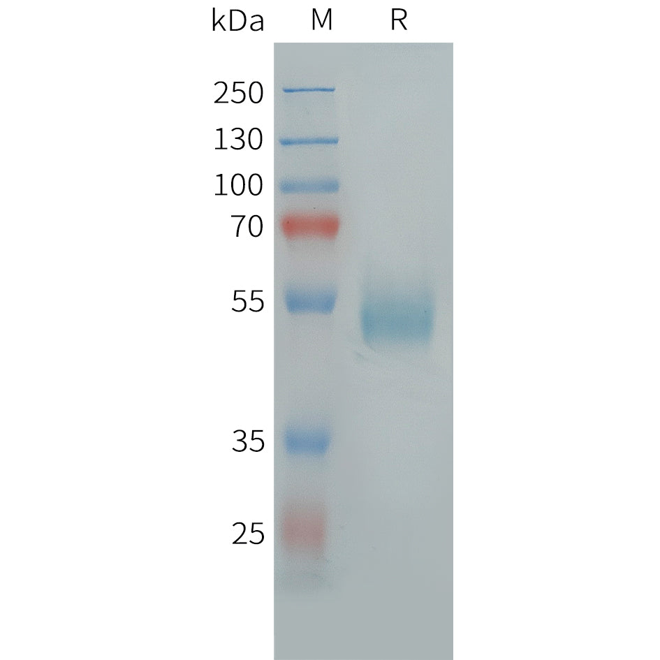 Human UTS2R Protein, hFc Tag