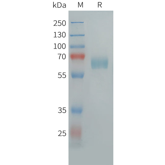 Human CLEC10A Protein, hFc Tag