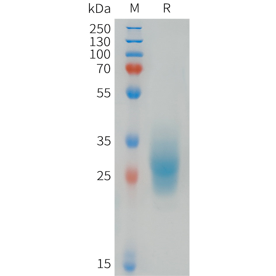 Human FOLR3 Protein, His Tag