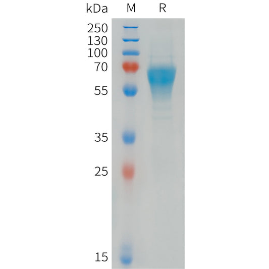 Human CD300C Protein, hFc Tag