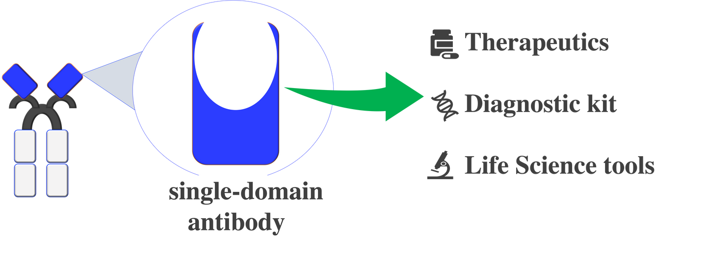 anti-Ubiquitin VHH antibody